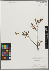 Foto von Salix silesiaca Willd.